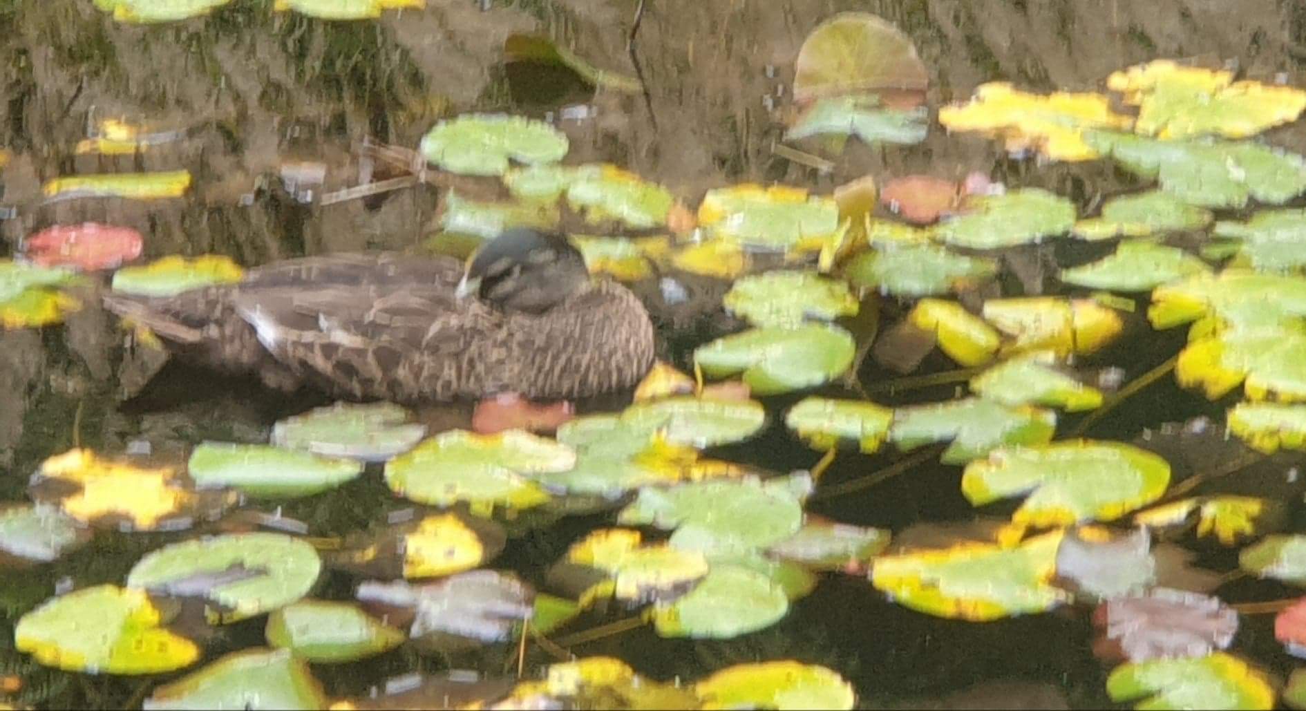 Ducks and lillies in the Pond